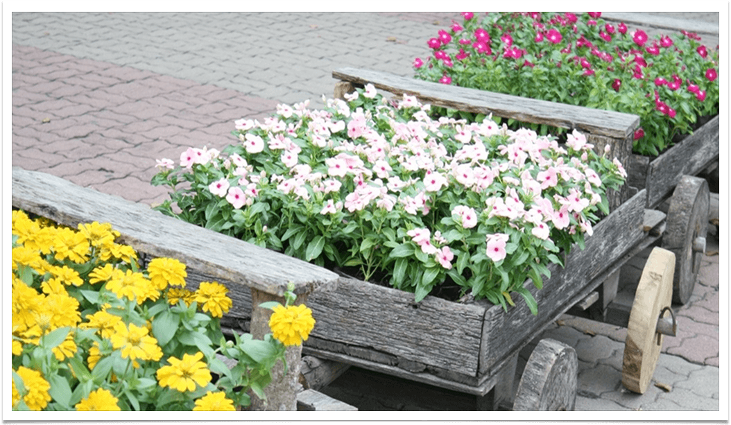 Buy Bedding Plants Totties Holmfirth, Saddlesworth & Barnsley