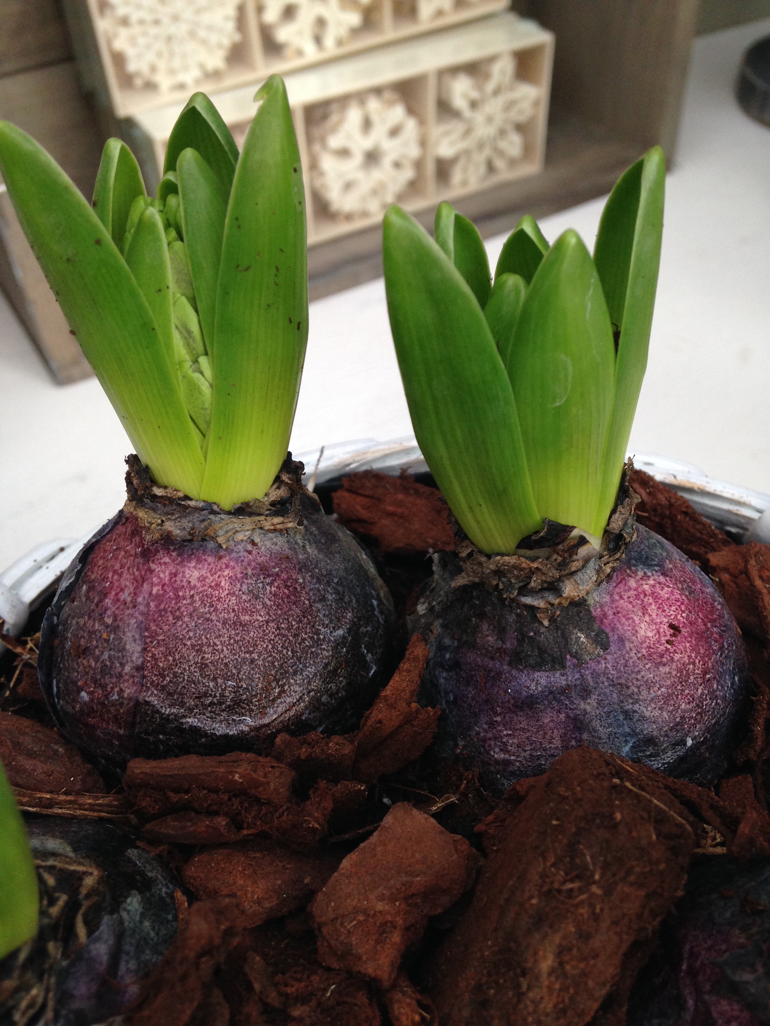 indoor hyacinths